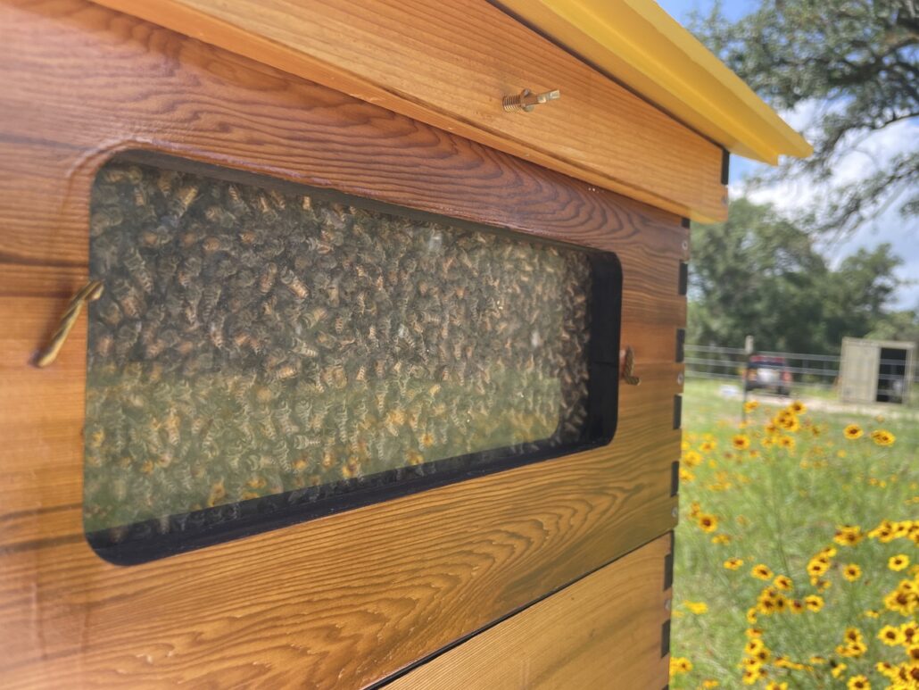 Beekeeping hive made of wood with a glass observation window, bees clustered behind it, outdoors among sunflowers.