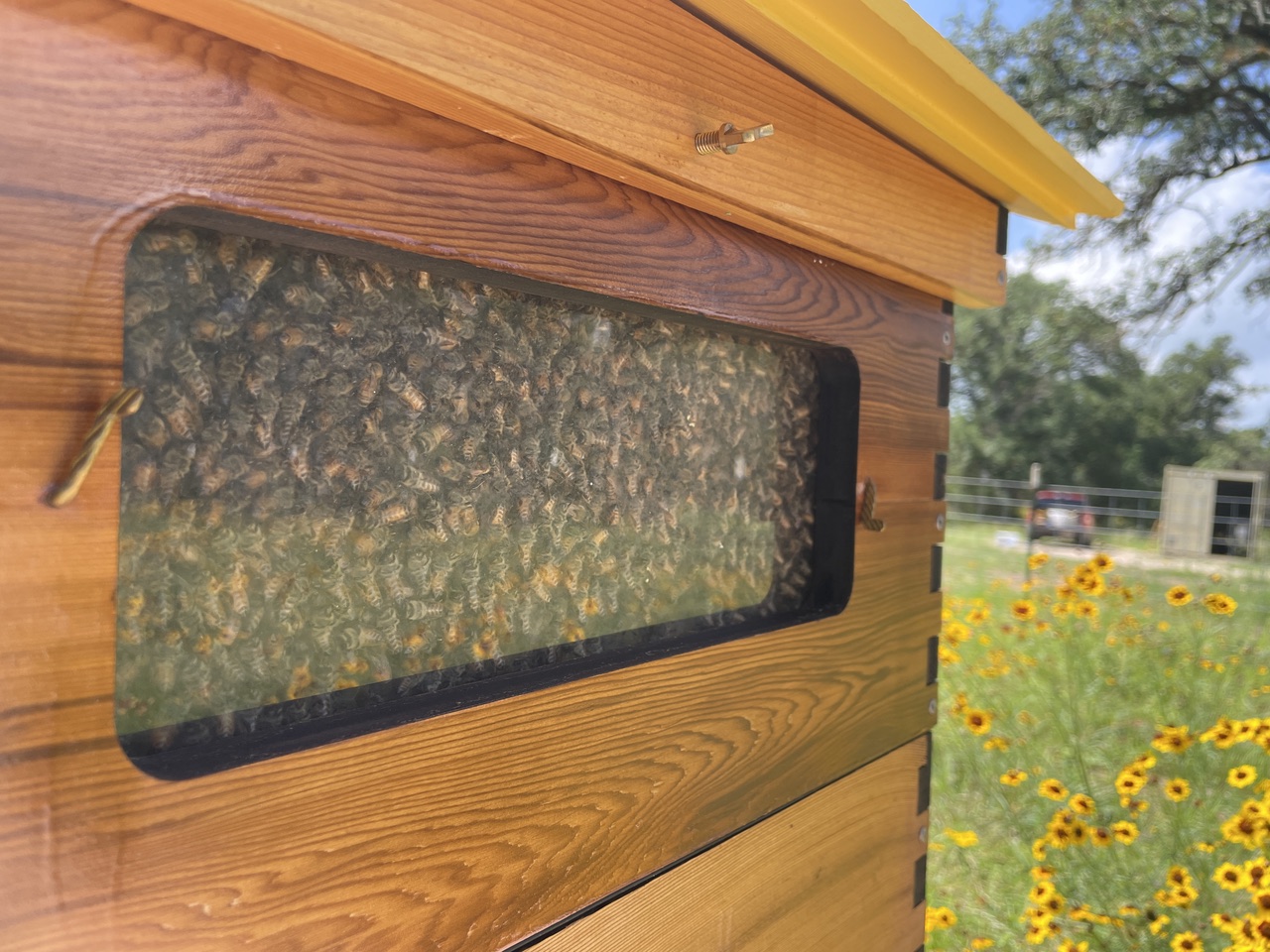 Beekeeping hive made of wood with a glass observation window, bees clustered behind it, outdoors among sunflowers.