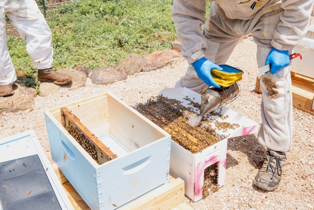 Beekeeper in protective suit and blue gloves uses a bee smoker to calm bees while tending wooden hive boxes outdoors on gravel.
