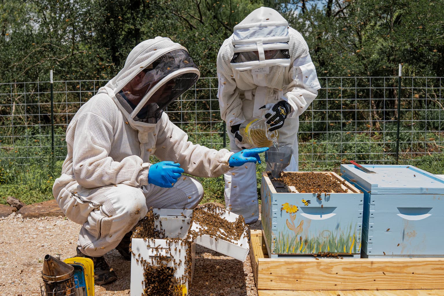 Two beekeepers in white protective suits and veiled hoods harvest honey from hive frames outdoors, with bees nearby and blue-painted boxes nearby.