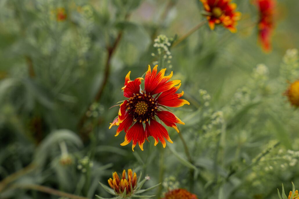 Close-up of a red-orange blanket flower (Gaillardia) with yellow-tipped petals in a green garden backdrop, in focus amid blurred foliage.