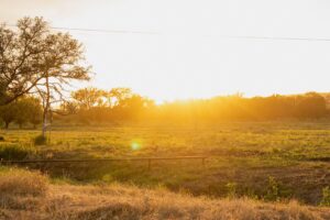 Golden hour view of a dry field with scattered trees, a low pipe in the foreground, and warm sunlight across the scene, minimal haze nearby.