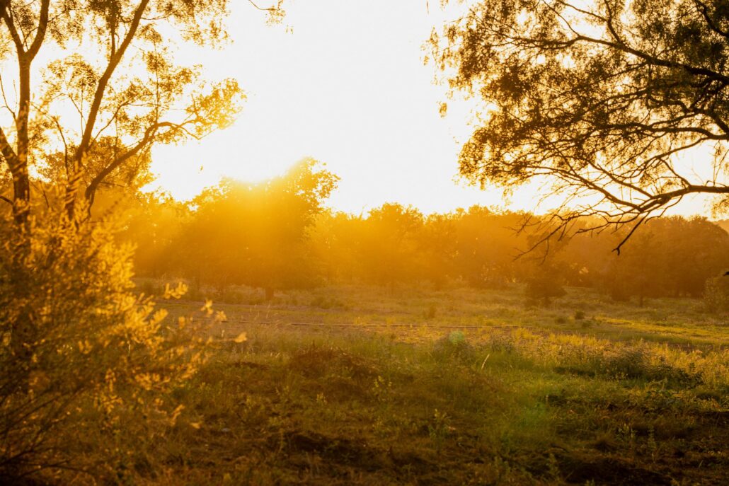 Golden sunset bathes a field in warm amber light, with trees framing the scene on both sides.