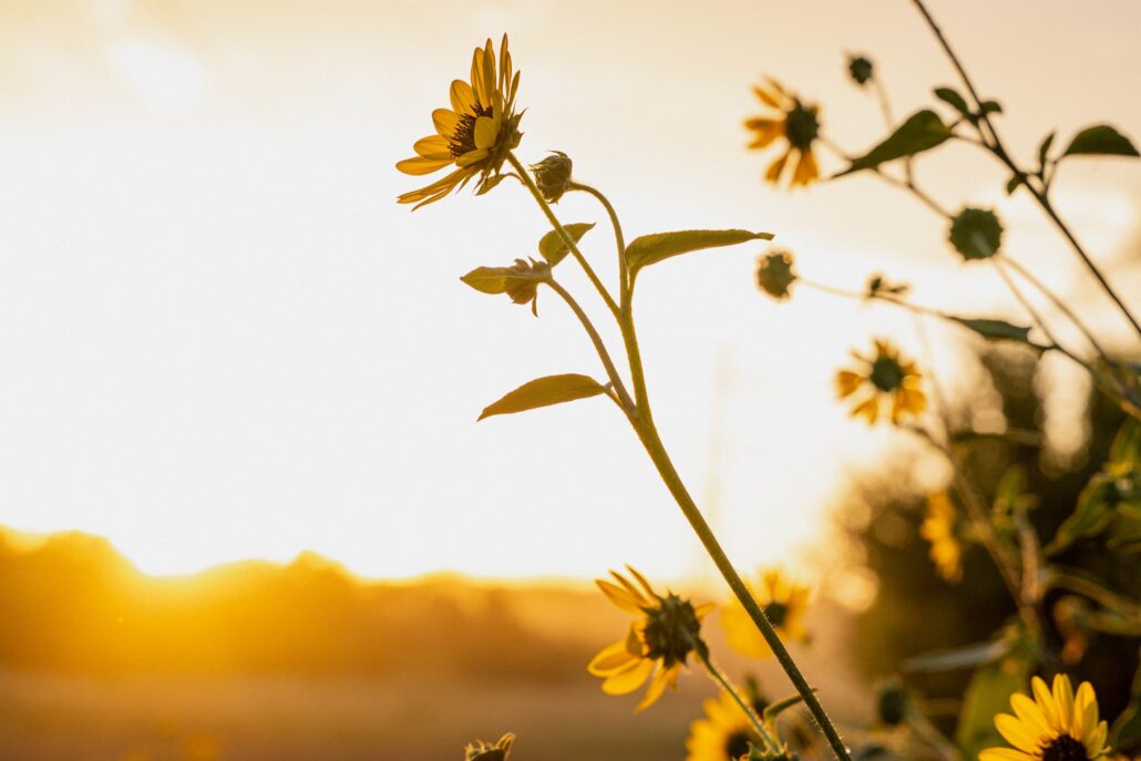 Close-up of yellow wildflowers backlit by a warm sunset, with a soft blurred horizon in the background
