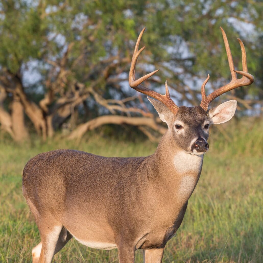 Adult male deer with large antlers standing in a sunlit grassy field, trees in the background.